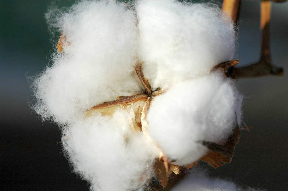 Once upon a time there was cotton